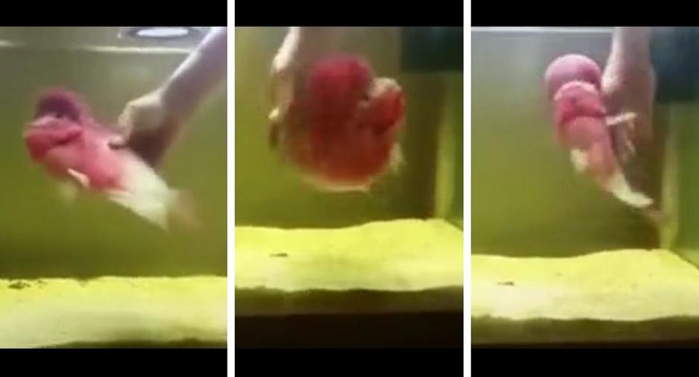 Este pez ha asombrado a miles de usuarios de YouTube. (Captura)