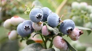 Sierra Exportadora busca mayor exportación de berries peruanos
