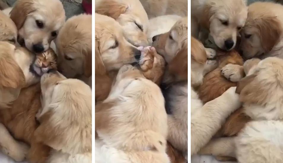 Gato sufrió un "ataque" de ternura por parte de siete cachorros de Golden Retriever. (Fotos: Daily Mail en YouTube)