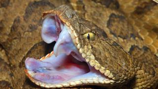 ¿Cómo puede morder a una persona la cabeza de una serpiente decapitada?