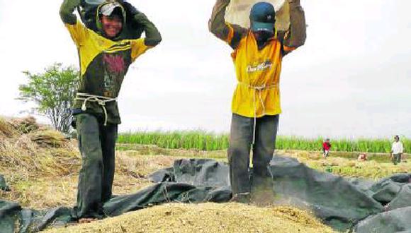 A nivel nacional, la producción de arroz cáscara alcanzó 177 mil 628 toneladas. (Foto: Difusión)