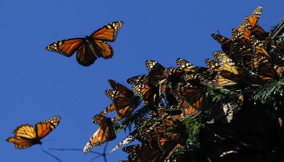 Debido a que esas mariposas naranja y negro se amontonan por miles en los árboles, los expertos no pueden contarlas de manera individual, sino por el área que cubren. (Foto: Reuters)