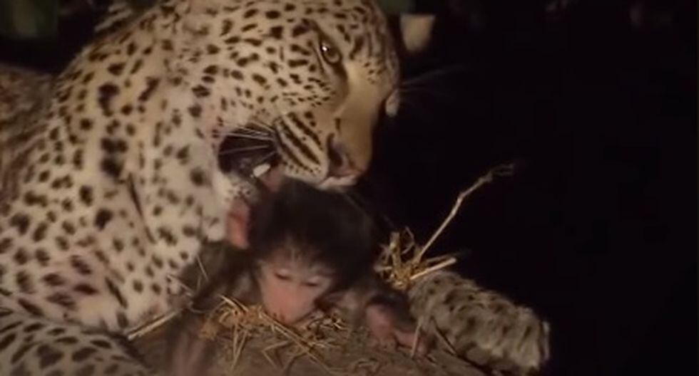 Virales: La historia del leopardo que cazó un mono y luego cuidó a su