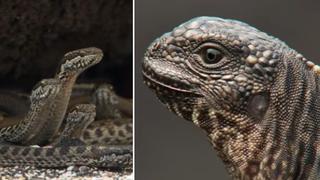 El escape de una iguana entre hambientas serpientes [VIDEO]