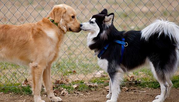 Cuando salgas de casa y tu perro conozca a otro, tenlo siempre sujeto a tu costado y observa sus primeras reacciones.