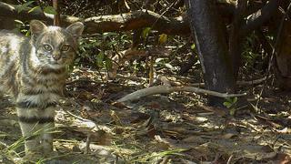 Milpuj La Heredad: felinos y aves captados por cámaras trampa en bosques secos de Perú
