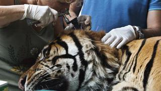 Zoológico israelí utiliza acupuntura en un tigre enfermo