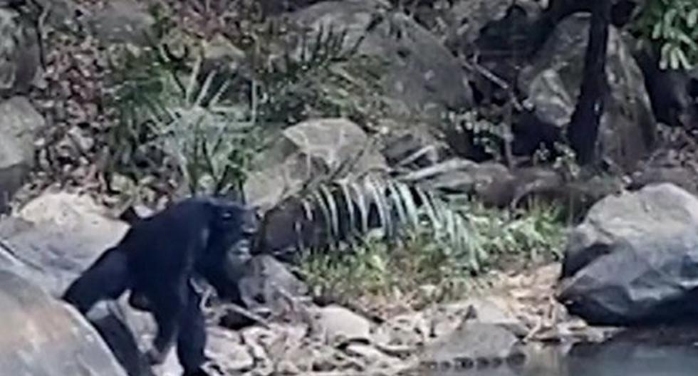 Cámaras trampa colocadas a lo largo de la selva de Bakoun, en Guinea, captaron a  primates utilizando herramientas para una función que sorprendió a científicos. (Foto: YouTube)