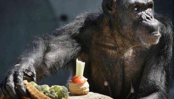 Los chimpancés también pueden cocinar, asegura estudio
