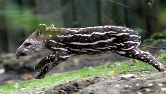 Un avión choca con un tapir y aterriza de emergencia en Brasil
