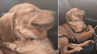 WUF: la ‘sonrisa’ de un perro mientras duerme tranquilamente en un automóvil