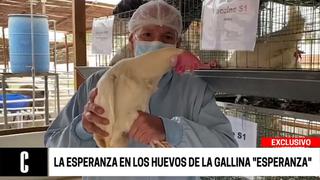 Coronavirus en Perú: Gallinas desarrollaron anticuerpos en sus huevos que podrían neutralizar al COVID-19  