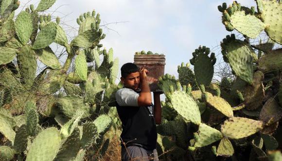 El 30% de las especies de cactus están en peligro de extinción