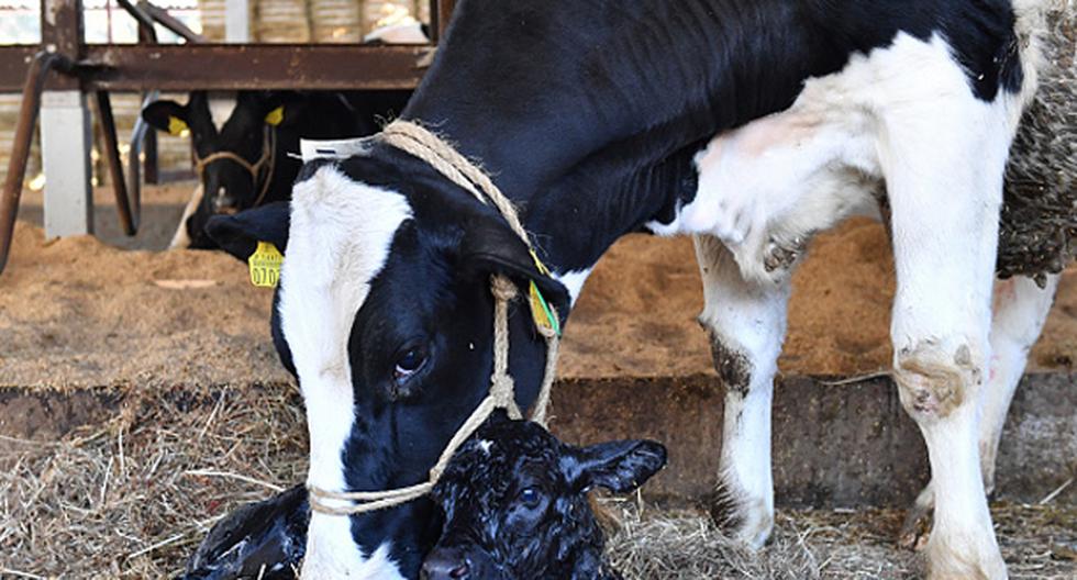 La revolucionaria técnica de edición genética se ha utilizado para crear con éxito vacas que tengan una mayor resistencia frente a la tuberculosis bovina. (Foto: Getty Images)