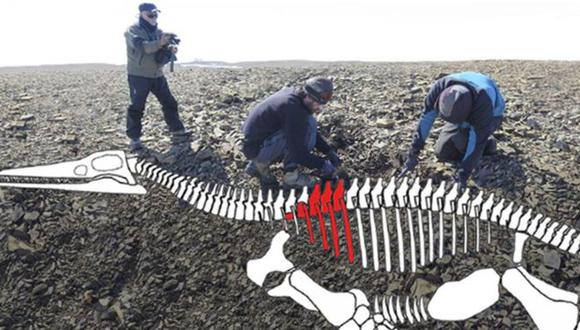 La ilustración permite hacernos una idea del tamaño del reptil. (Foto: Instituto Antártico Argentino)