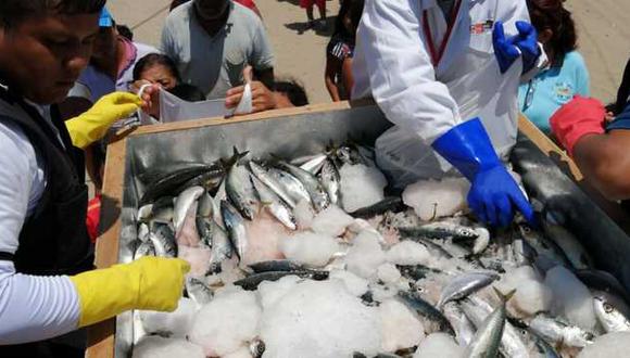 En Áncash decomisaron un total de 53,600 kg. de recursos marinos. (Foto: Produce)