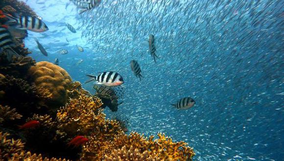 Los corales son un resultado de la mezcla de diferentes especies de estos organismos que han crecido en el mismo arrecife. (Foto: Pezibear en pixabay.com / Bajo licencia Creative Commons)