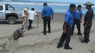 Pescadores hallaron mamíferos marinos muertos que vararon en costa de Lambayeque