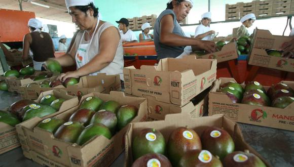 “El precio por la cantidad total es mayor que en campañas anteriores.  Va a ingresar más dinero por exportaciones de mango”, afirma Juan Carlos Rivera, gerente general de APEM.
