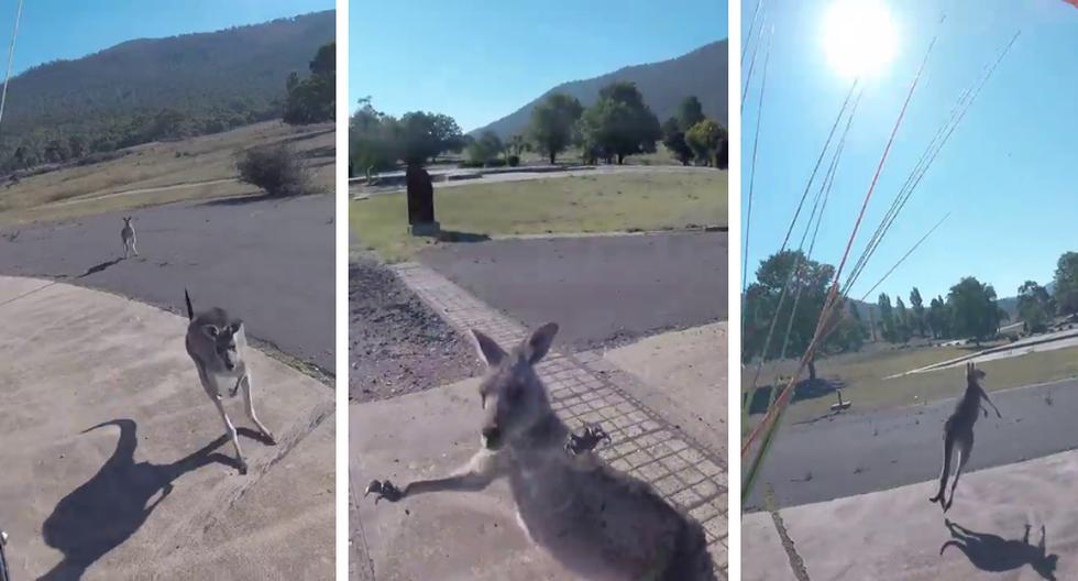 Un paracaidista resultó ileso de su encuentro cercano con un canguro al que creía amistoso. (Foto: ViralHog en YouTube)