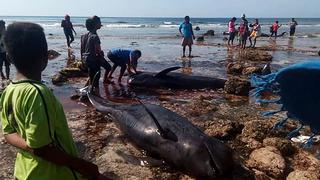 Hallan 7 ballenas muertas en una playa de Indonesia | FOTOS