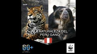 WWF y su proyecto para salvar al oso andino de la extinción
