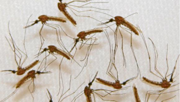 Hallan gen de la masculinidad en mosquitos de la malaria