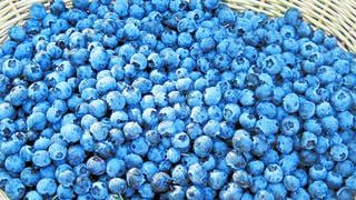 Corporación Tortolani incursiona en exportación de arándanos, mandarina y uva