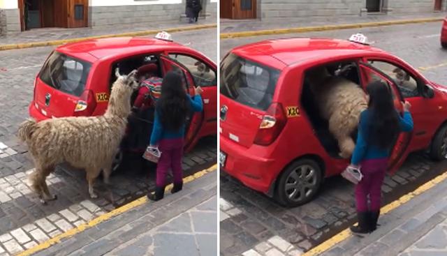 Esta llama fue la protagonista del video viral del día en Facebook desde Cusco. | Facebook