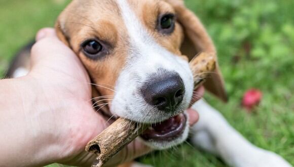 Un adorable canino sorprendió a su dueño y al mundo entero al colaborar con las labores del hogar. (Foto: Pexels/Referencial)