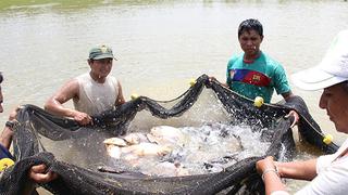 Promulgan ley que declara de interés nacional creación del Ministerio de Pesquería y Acuicultura 