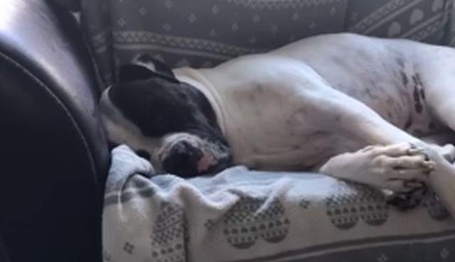 El can, aparentemente, estaba muy cómodo en el sofá. (YouTube: ViralHog)