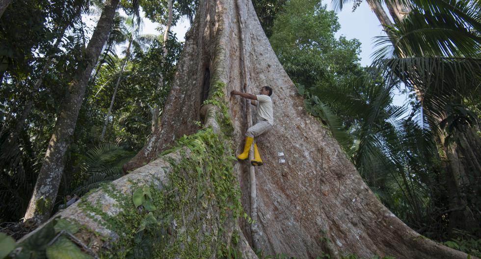 Estos árboles propios de la Amazonía crecen hasta los 40 o 60 metros de altura, pero este proceso puede demorar varios cientos de años.