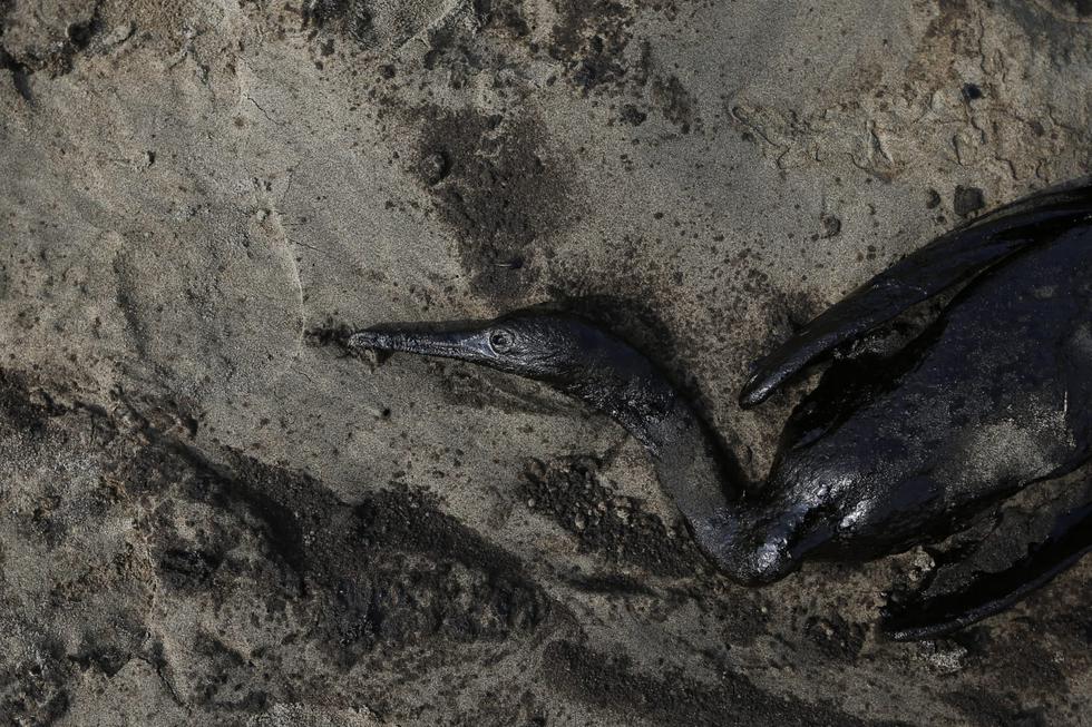 Incalculable número de fauna muerta y extensa contaminación ha provocado el derrame de petróleo en el mar de Ventanilla. De momento, según las autoridades, son un total de 1'739,000 m2 de territorio afectado y al menos 21 playas contaminadas en Ventanilla, Santa Rosa y Ancón. (Foto: Jorge Cerdán/@photo.gec)