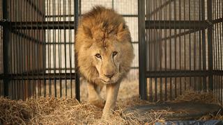 En fotos: estos leones fueron rescatados de tres circos
