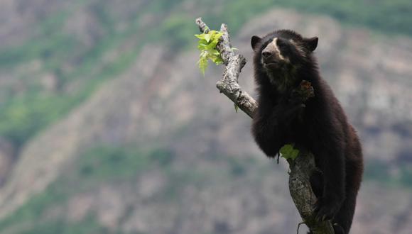 El oso andino está categorizado como vulnerable en la lista de especies amenazadas del Perú. (Foto: El Comercio)
