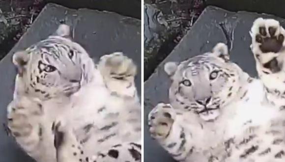 Video Viral El Momento En Que Un Leopardo De Las Nieves Se Percata Que Esta Siendo Grabado Youtube Reino Unido Nnda Nnrt Virales Mag