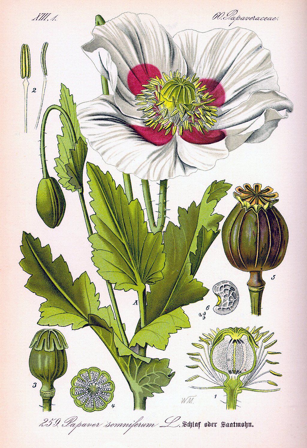 The opium poppy, Papaver somniferum, remains the source of many opiates.  Its botanical name in Latin means 