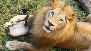 Cantidad de leones desciende drásticamente en África