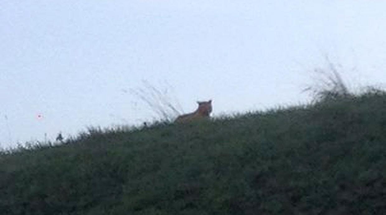 Supuesto tigre movilizó en Disney-París a más de 200 cazadores - 1