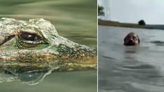 Hombre se anima a nadar en presa de India y casi pierde la vida al ser atacado por un cocodrilo