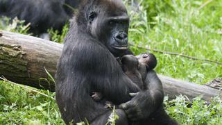 Nacen gorilas mellizos en un zoológico de Países Bajos