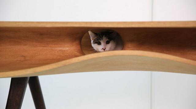 Conoce la CATable, la mesa diseñada para que los gatos reposen - 3