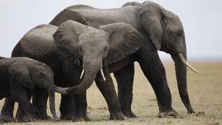 En siete años se extinguiría el elefante de Tanzania