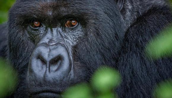 El gorila pudo haber escapado de un municipio del vecino Estado de México, aunque no hay zoológicos en esa zona. (FOTOGRAFÍA DE INGO ARNDT)