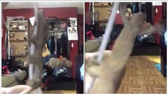 En las últimas horas, el baile de un lagarto en la sala de una casa, ayudado con una cuerda, ha generado gran revuelo por la destreza del animal en mención. El video fue publicado en Facebook. (Foto: captura)