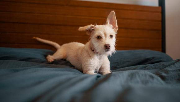 Los perros buscan la mejor manera de acomodarse en su cama antes de descansar. (Foto: Pexels)