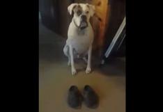YouTube: perro camina con zapatos crocs | VIDEO