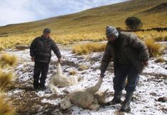Arequipa: 18 distritos serían los más afectados por heladas