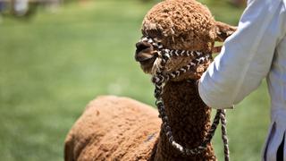 Día de la Alpaca: La importancia de este camélido peruano